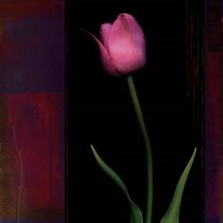 Red Tulip II | Obraz na stenu