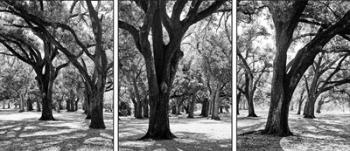 Oak Tree Study | Obraz na stenu
