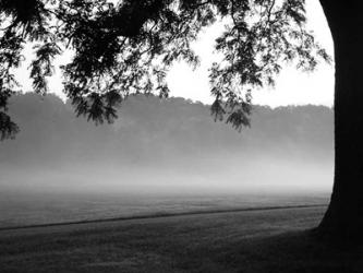 Fog in the Park I | Obraz na stenu