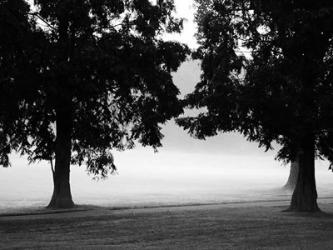 Fog in the Park II | Obraz na stenu