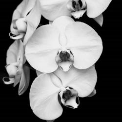 Orchid Portrait I | Obraz na stenu