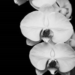 Orchid Portrait II | Obraz na stenu