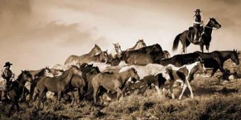 Gathering the Herd | Obraz na stenu