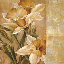 Champagne Daffodils I | Obraz na stenu