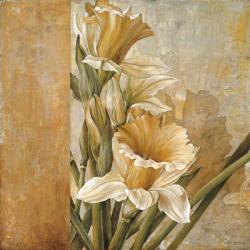 Champagne Daffodils II | Obraz na stenu