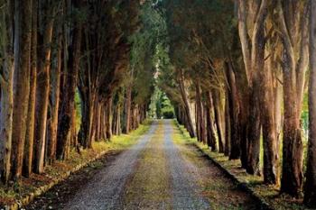 Tree Tunnel | Obraz na stenu