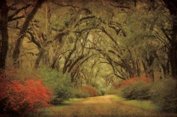 Road Lined With Oaks & Flowers | Obraz na stenu