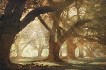 Oak Alley Morning Light | Obraz na stenu