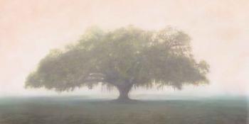 Oak in the Fog | Obraz na stenu