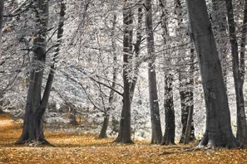 Autumn Trees And Leaves | Obraz na stenu