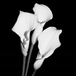 Calla Portrait II | Obraz na stenu