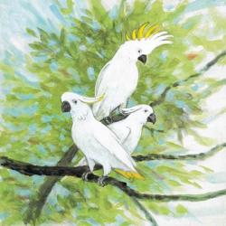 Cockatoos | Obraz na stenu