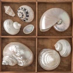Seashells Treasures I | Obraz na stenu