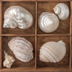 Seashells Treasures II | Obraz na stenu