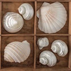 Seashells Tresasures III | Obraz na stenu