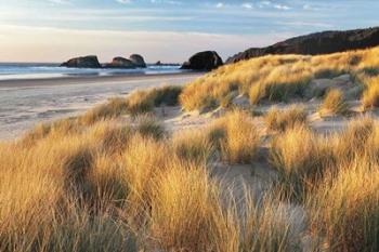 Dune Grass And Beach | Obraz na stenu