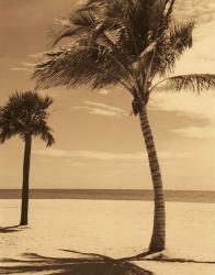 Palm Beach I | Obraz na stenu