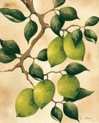 Italian Harvest - Limes | Obraz na stenu