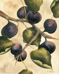 Italian Harvest - Figs | Obraz na stenu