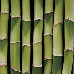 Bamboo Lengths | Obraz na stenu