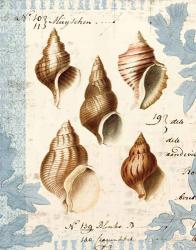 Seashell Collection II | Obraz na stenu