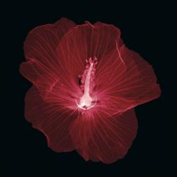 Hibiscus | Obraz na stenu