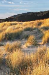 Dune Grass Qnd Beach III | Obraz na stenu