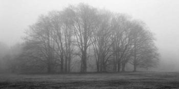 Gathering Trees | Obraz na stenu