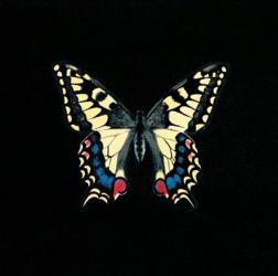 Butterfly on Black | Obraz na stenu