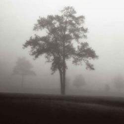 Fog Tree Study I | Obraz na stenu