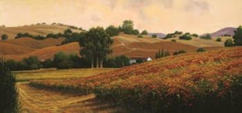 Carneros Vineyards | Obraz na stenu