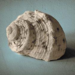 Seashell Study I | Obraz na stenu