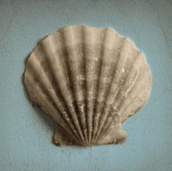 Seashell Study II | Obraz na stenu