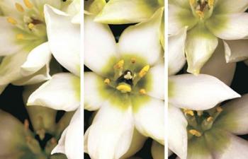 Star of Bethlehem Triptych | Obraz na stenu