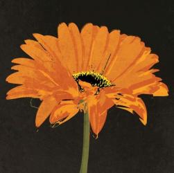 Midnight Gerbera II | Obraz na stenu