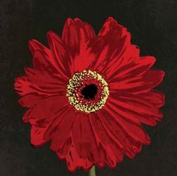 Midnight Gerbera III | Obraz na stenu