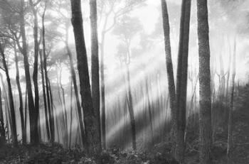 Mystical Forest & Sunbeams | Obraz na stenu