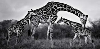 Giraffe Family | Obraz na stenu