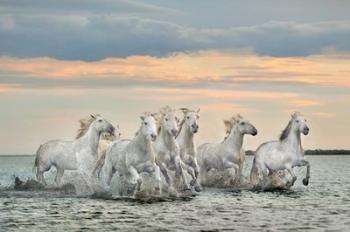 Camargue Horses - France | Obraz na stenu