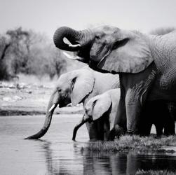 Namibia Elephants | Obraz na stenu