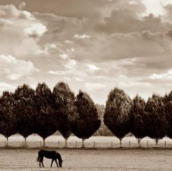 Grazing | Obraz na stenu