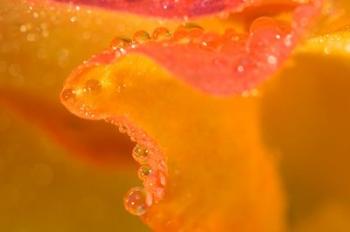 Abstract of Flower Petal in Rain | Obraz na stenu