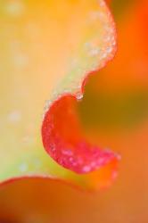 Flower Petal with Rain Drop | Obraz na stenu