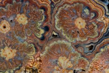 Flowering Tube Onyx, Mexico 1 | Obraz na stenu