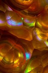Fire Opal from Australia 2 | Obraz na stenu
