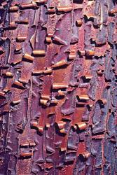 Madrone Tree Bark Abstract pattern | Obraz na stenu