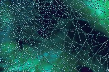 Dew Drops on Spider Web | Obraz na stenu