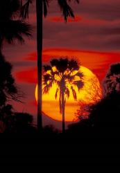 Sunset and Palm, Ngamiland, Okavango Delta, Botswana | Obraz na stenu