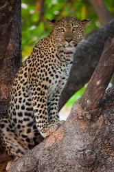 Leopard, Botswana | Obraz na stenu