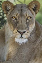 African Lion, Mashatu Reserve, Botswana | Obraz na stenu